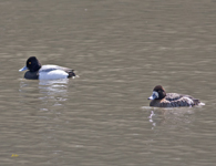 Lesser Scaups 7270
